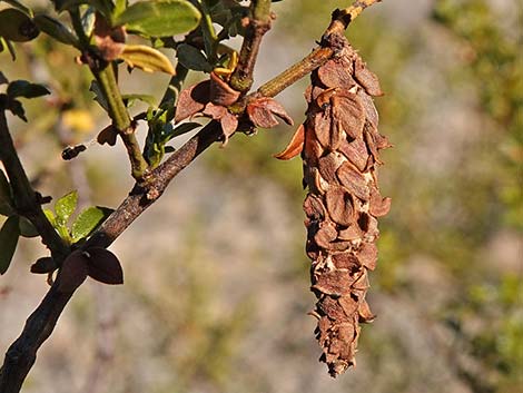 Creosote Bush Bagworm (Thyridopteryx meadii)