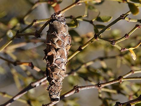 Creosote Bush Bagworm (Thyridopteryx meadii)