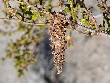 Creosote Bush Bagworm (Thyridopteryx meadii)