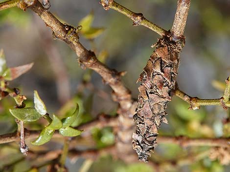 Creosote Bush Bagworm (Thyridopteryx meadii)