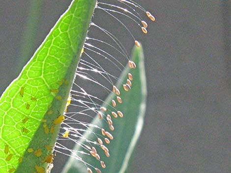 Green Lacewings (Chrysopidae)