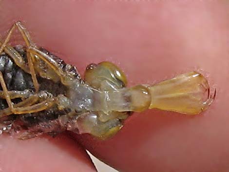 Dragonfly Larvae (Suborder Epiprocta)