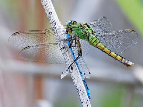 Western Pondhawk (Erythemis collocata)