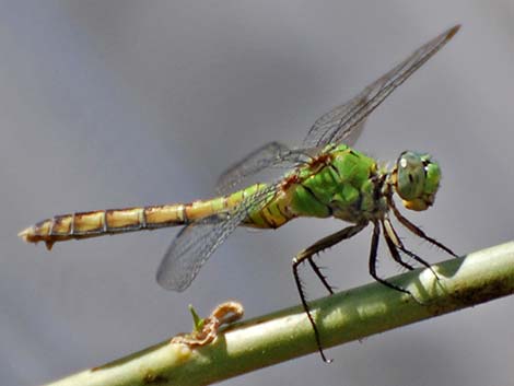 Western Pondhawk (Erythemis collocata)