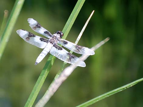 Odonata