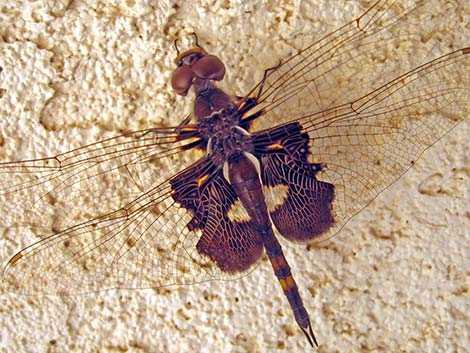 Black Saddlebags (Tramea lacerata)