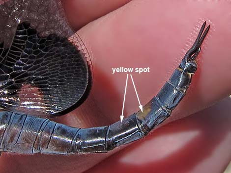 Black Saddlebags (Tramea lacerata)