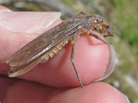 Perlidae (Common Stoneflies)