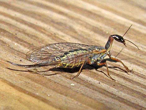 Snakeflies (Order Raphidioptera)