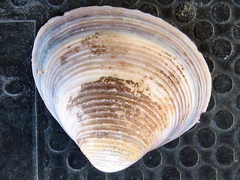 Asian Clam (Corbicula fluminea)