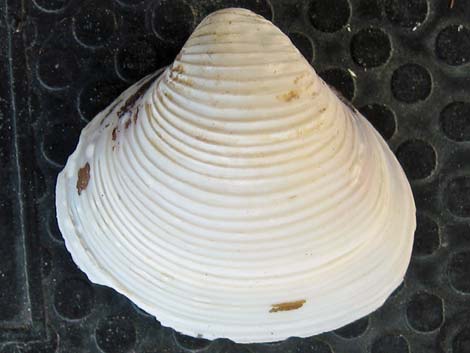 Asian Clam (Corbicula fluminea)