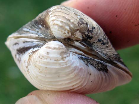 Asian Clam (Corbicula fluminea)