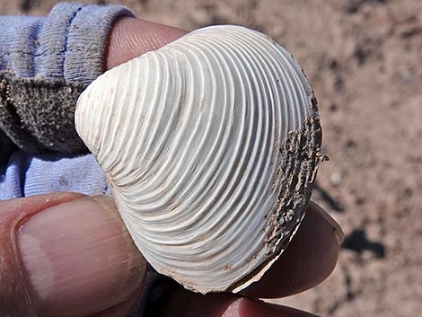 Asian Clam (Corbicula fluminea)