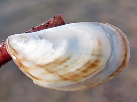 Quagga Mussel (Dreissena rostriformis bugensis)