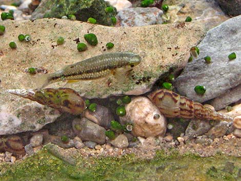 Red-rimmed Melania (Melanoides tuberculatus)