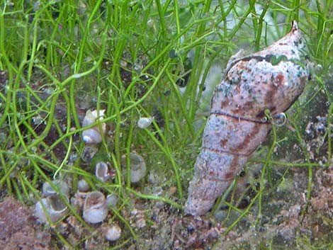 Red-rimmed Melania (Melanoides tuberculatus)