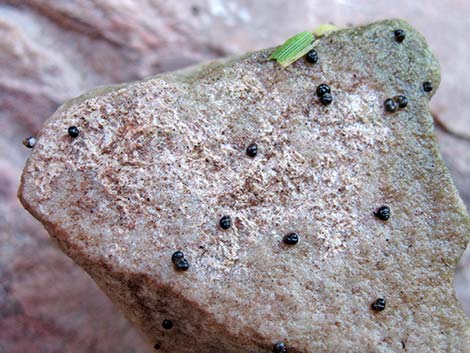 Spring Mountains Springsnail (Pyrgulopsis deaconi)