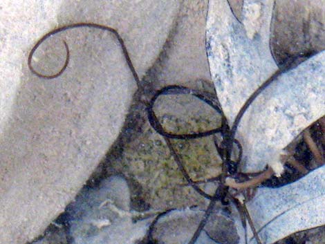 Horsehair Worm (Class Gordioidea)