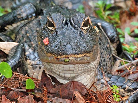 American Alligator (Alligator mississippiensis)