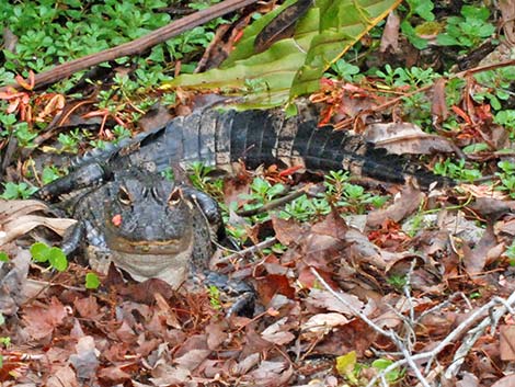 American Alligator (Alligator mississippiensis)