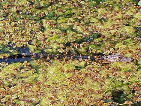 American Alligator (Alligator mississippiensis)