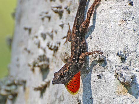 Brown Anole (Anolis sagrei)