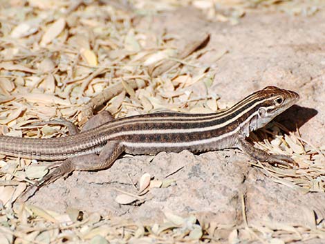 Sonoran Spotted Whiptail (Aspidoscelis sonorae)