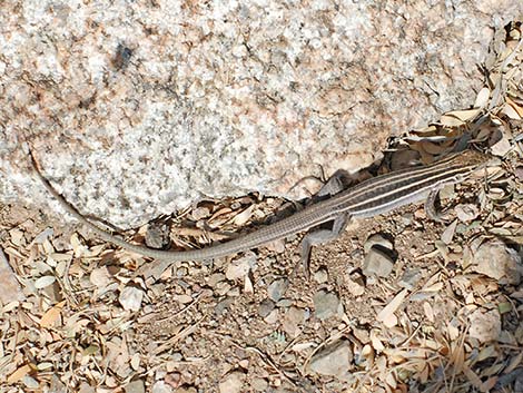 Sonoran Spotted Whiptail (Aspidoscelis sonorae)