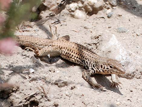 Western Whiptail (Aspidoscelis tigris)