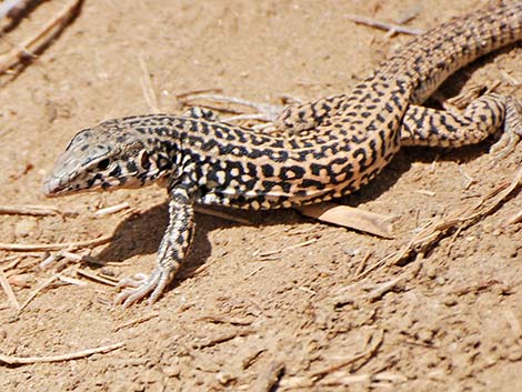 Coastal Whiptail (Aspidoscelis tigris multiscutatus)