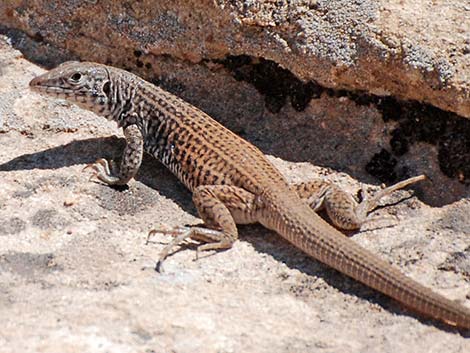 Western Whiptail (Aspidoscelis tigris)