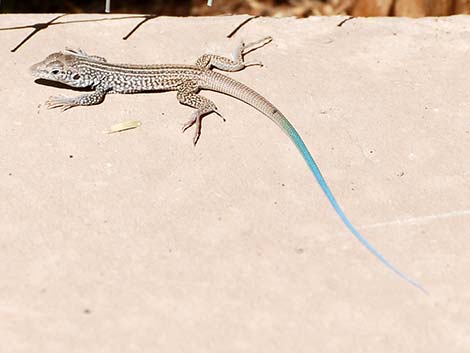 Western Whiptail (Aspidoscelis tigris)