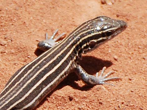 Plateau Striped Whiptail (Aspidoscelis velox)