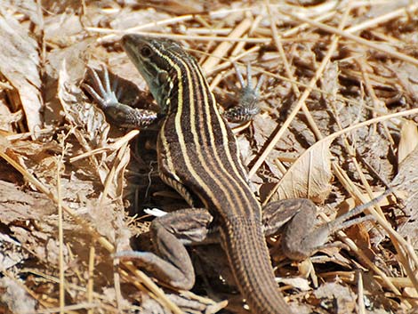 Plateau Striped Whiptail (Aspidoscelis velox)