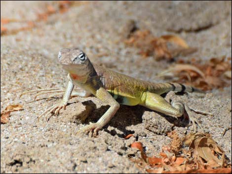 Common Zebra-tailed Lizard (Callisaurus draconoides)