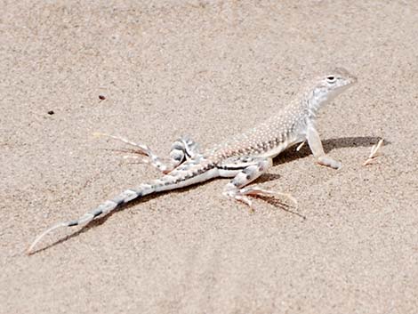 Zebra-tailed Lizard (Callisaurus draconoides) 