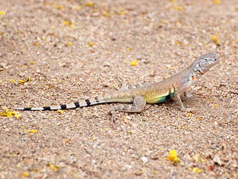 Zebra-tailed Lizard (Callisaurus draconoides)