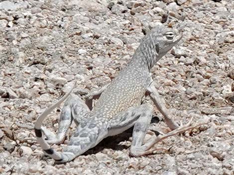 Zebra-tailed Lizard (Callisaurus draconoides)