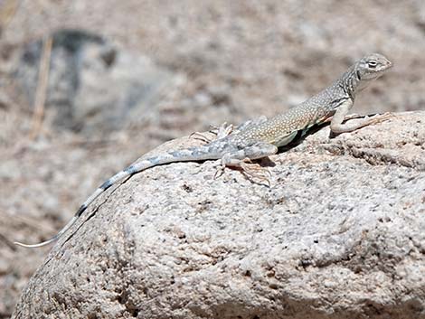 Zebra-tailed Lizard (Callisaurus draconoides)