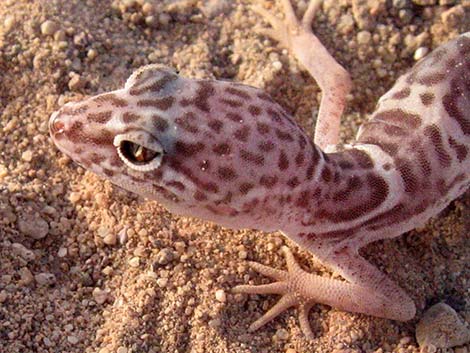 Western Banded Gecko (Coleonyx variegatus)