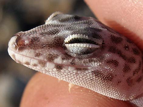 Western Banded Gecko (Coleonyx variegatus)