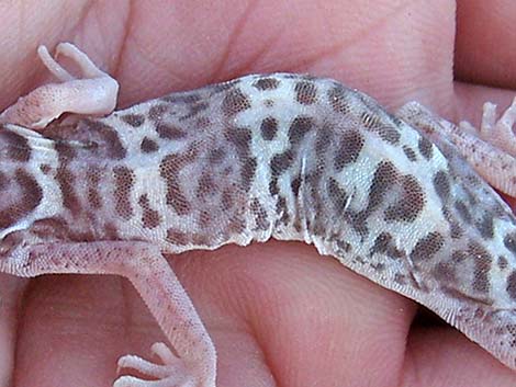 Western Banded Gecko (Coleonyx variegatus)