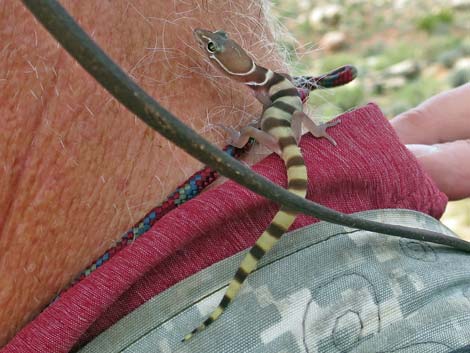 Western Banded Gecko (Coleonyx variegatus)