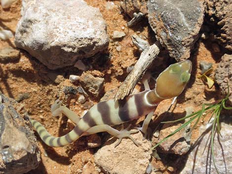 Western Banded Gecko (Coleonyx variegatus)