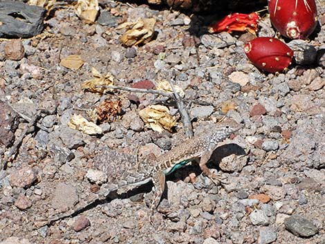 Greater Earless Lizard (Cophosaurus texanus)