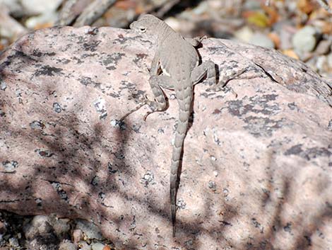 Greater Earless Lizard (Cophosaurus texanus)