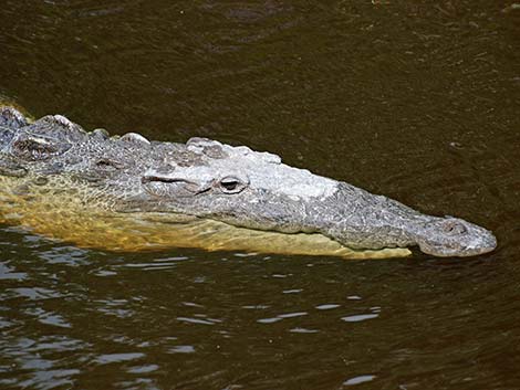 American Crocodile (Crocodylus acutus)