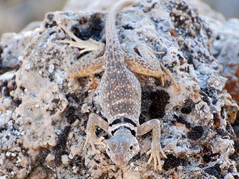 Great Basin Collared Lizard (Crotaphytus bicinctores)