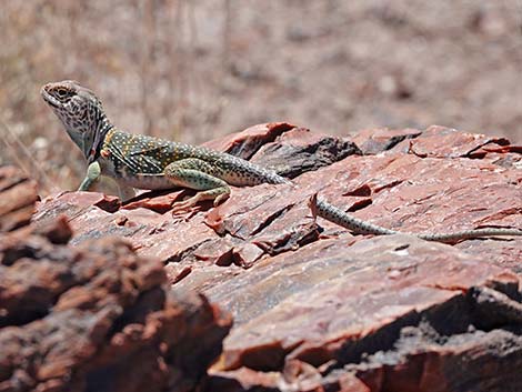 Common Collared Lizard (Crotaphytus collaris)