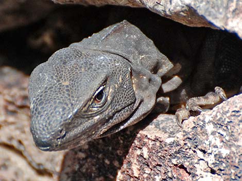 Sonoran Spiny-tailed Iguana (Ctenosaura hemilopha)